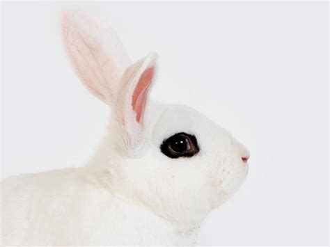 Dwarf Hotot Rabbit - Complete Guide 2024 - Rabbit Insider