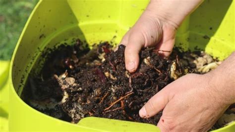 Worm Farm Kit: Essential Supplies Every Beginner Should Have | LaptrinhX / News