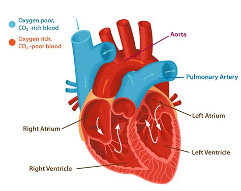 Congenital Heart Defects Symptoms