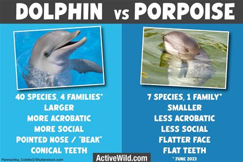 Dolphin Vs Porpoise: What Is The Difference Between Dolphins & Porpoises?