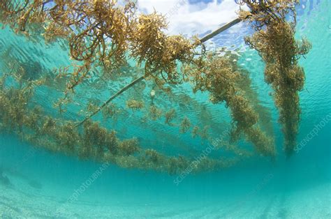 Seaweed farming in Indonesia - Stock Image - C015/3636 - Science Photo Library