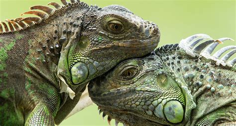 Iguanas - Animal Rights Foundation of Florida