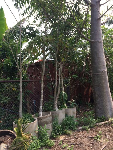 8-year-old-baobab-trees-are-small-or-majestic | Discovery Garden