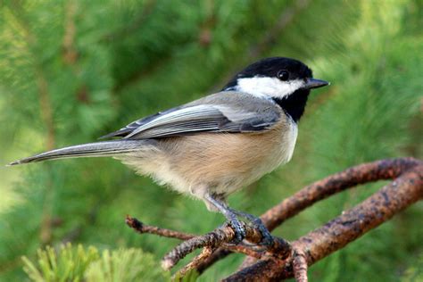 Maine State Bird | Black-capped Chickadee