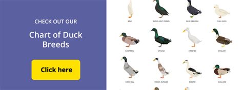 DuckDVM - Interactive Duck Health Information