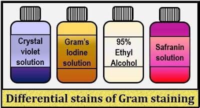 Gram Stain Reagents