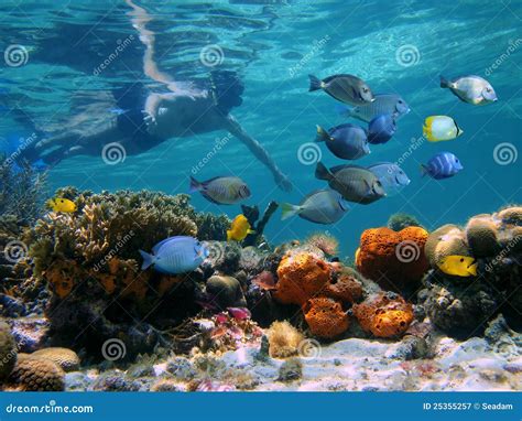 Snorkeling in a coral reef stock image. Image of polynesia - 25355257