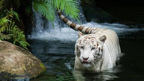 Why Are These Rare & Weird Tigers White? | Pouted.com