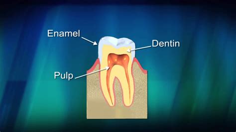 Scientists Develop Gel That Can Regrow Tooth Enamel