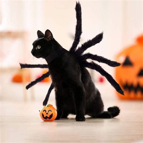 9 Best Cat Halloween Costumes | The Family Handyman