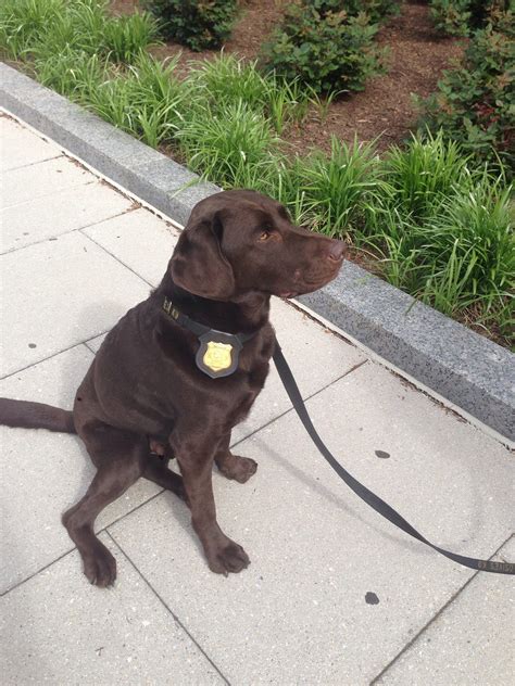 A lovely police dog called Salerno! | Police dogs, Labrador retriever, Dogs