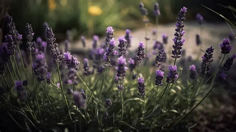 Close Up Photo Of Lavender Plants Background, Lavender Plant Picture, Plant, Lavender Background ...