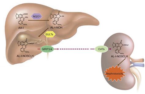 Kidney Liver Location