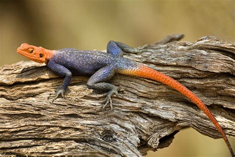 Agama lizard taken with a 500mm - Jim Zuckerman photography & photo tours