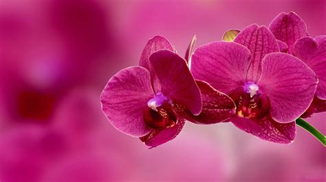 Orchids Wallpaper