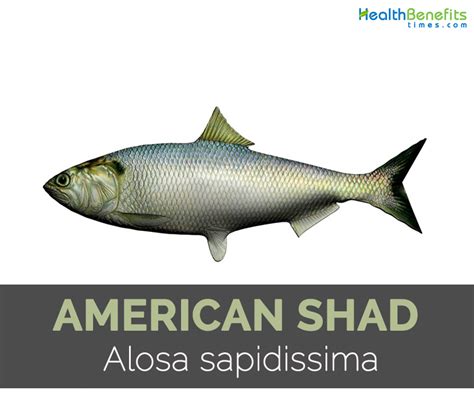 American Shad Facts and Nutritional Value