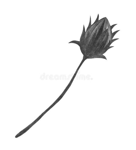 Topinambur Flower Stock Illustrations – 87 Topinambur Flower Stock Illustrations, Vectors ...