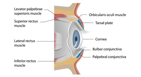 Eye Gland Anatomy Diagram | My XXX Hot Girl