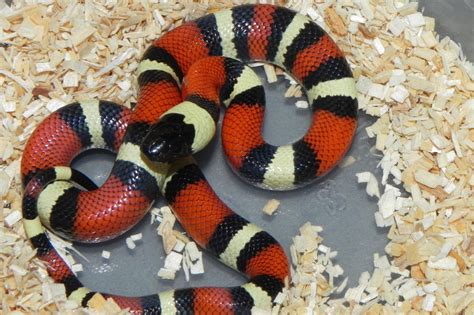 Pueblan Milk Snake for sale | Snakes at Sunset