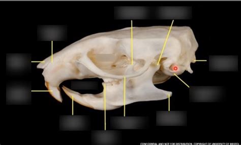 =Rat skull Diagram | Quizlet