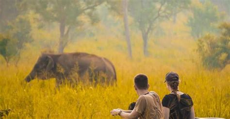 Sigiriya: Pidurangala Or Sigiriya Hike & Elephant Safari | GetYourGuide