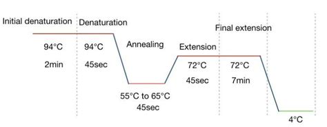 Function of taq DNA polymerase in PCR