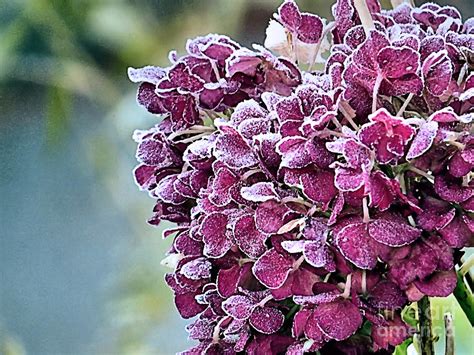 Hydrangea Frost Photograph by Janice Drew - Fine Art America