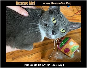 - Ohio Cat Rescue - ADOPTIONS - Rescue Me!