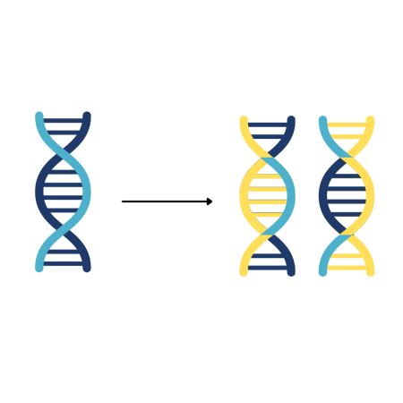 Helicase in DNA Replication | Definition & Function - Lesson | Study.com