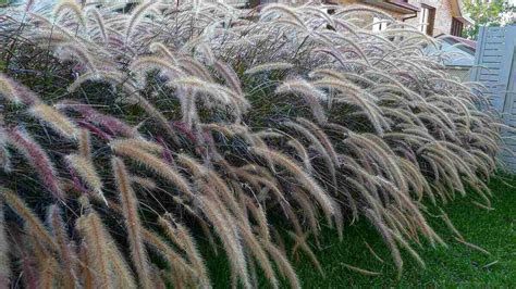 9 Best Drought-Tolerant Ornamental Grasses