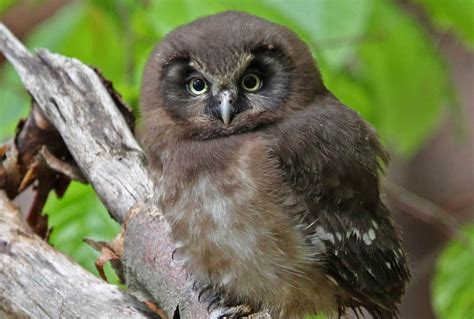 Boreal Owl Guide (Aegolius funereus) - Birding Insider