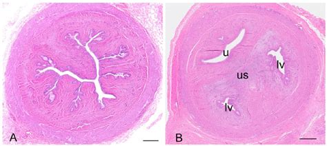 Figure 1 from Anatomy of the Female Koala Reproductive Tract | Semantic Scholar