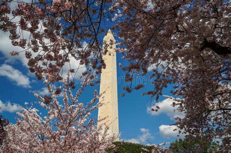 Cherry Blossom in Washington Dc Monument Stock Photo - Image of ...