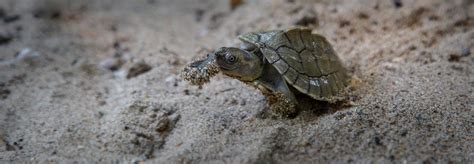 Burmese roofed turtle is rescued from extinction