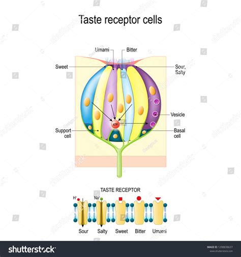 Taste Bud Receptor Cells Types Taste Stock Vector (Royalty Free) 1298838637 | Shutterstock