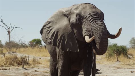 4k - African Elephant - Stock Footage Video (100% Royalty-free) 7269382 | Shutterstock