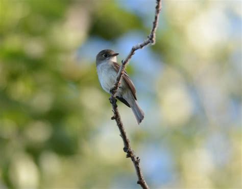 Utah Bird Records Committee - Sighting Record