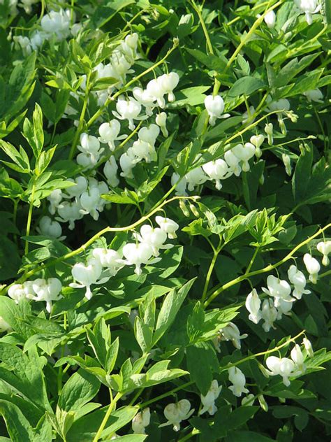 Lamprocapnos spectabilis 'Alba' (White Bleeding Heart) - World of ...