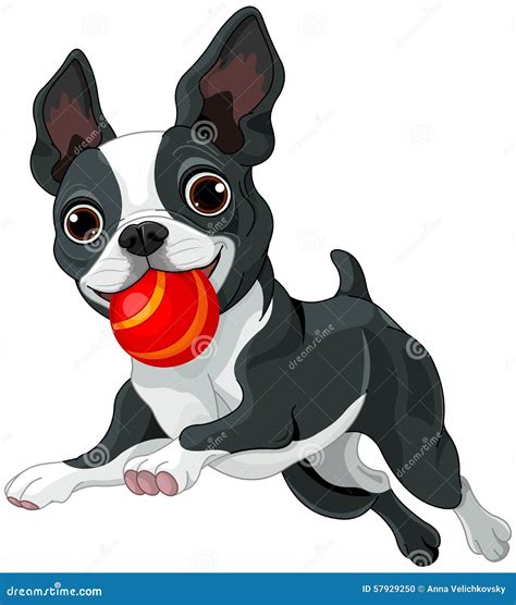 Boston Terrier Holds Ball stock vector. Illustration of card - 57929250