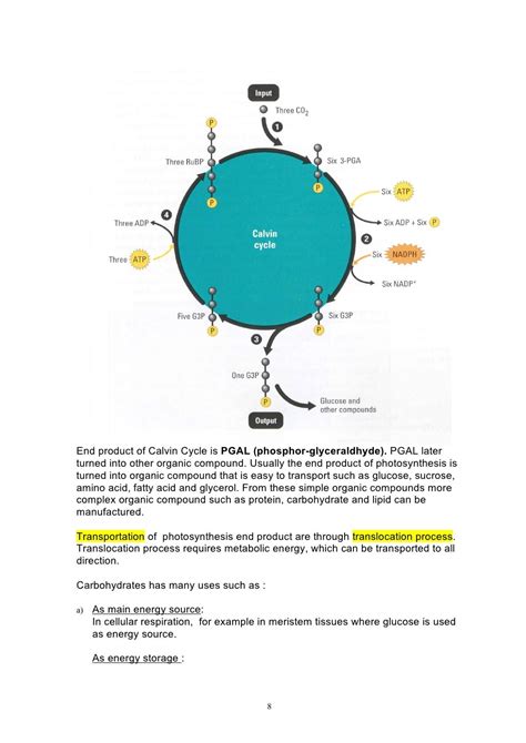 holozoic nutrition