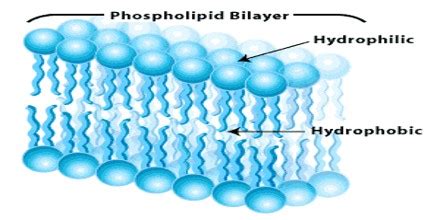 Hydrophilic - Assignment Point