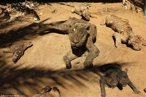 Starved to death and left to MUMMIFY in the world's worst zoo in Gaza: Khan Younis | Daily Mail ...