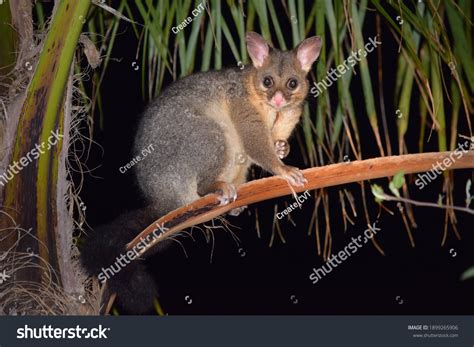 Common Brushtail Possum Out Night Time Stock Photo 1899265906 ...