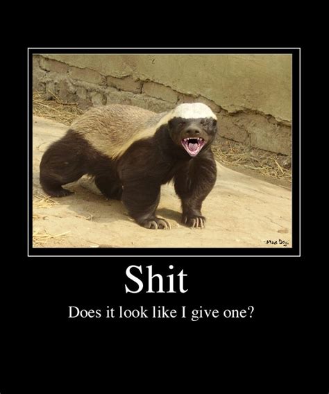 Honey Badger don't give a shit, stupid. Animals And Pets, Funny Animals, Cute Animals, Honey ...