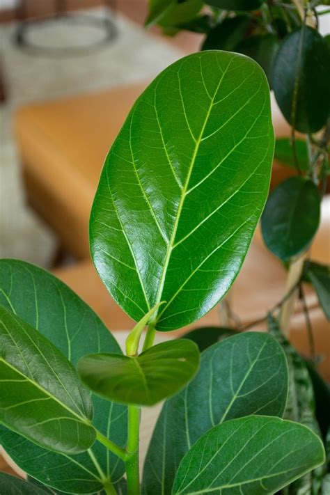 Ficus Audrey: How to care for India's national tree as a houseplant!