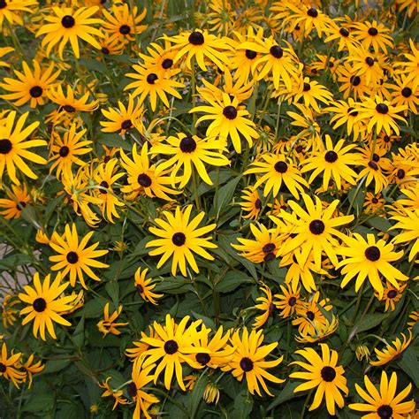 Black-Eyed Susan (Rudbeckia Fulgida) - Goldsturm Variety - Davenport Garden Centre