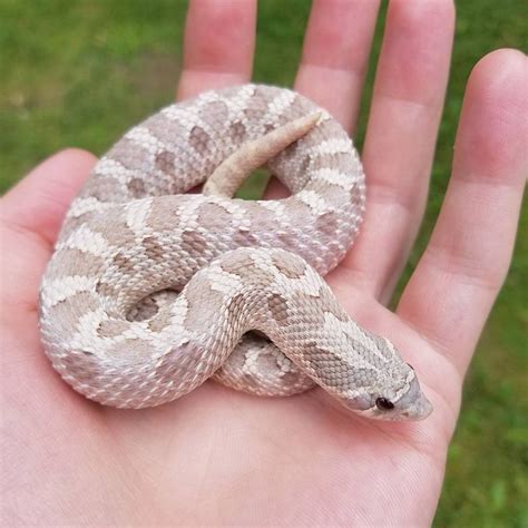 Lavender western hognose. #westernhognosesnakes #hognosesnakes #heterodonnasicus #hognosesnake # ...