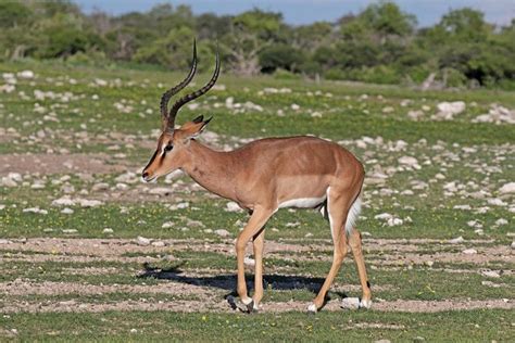 African Antelope Types - Science Trends