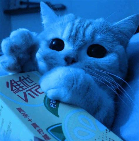 Blue cat | Blue cats, Anime cat, Cat icon