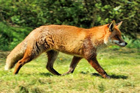 Unraveling The Enigmatic World Of Male Foxes In English